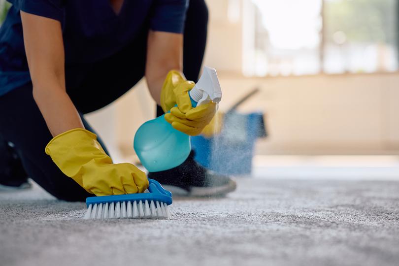 A carpet cleaning professional cleaning a carpet in a home